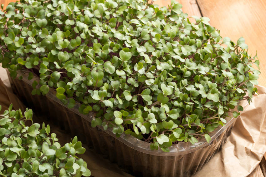 Brassica Microgreens